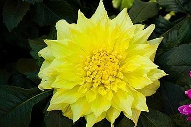 《贪婪之秋2：濒死世界》夏季推出PC抢先体验版